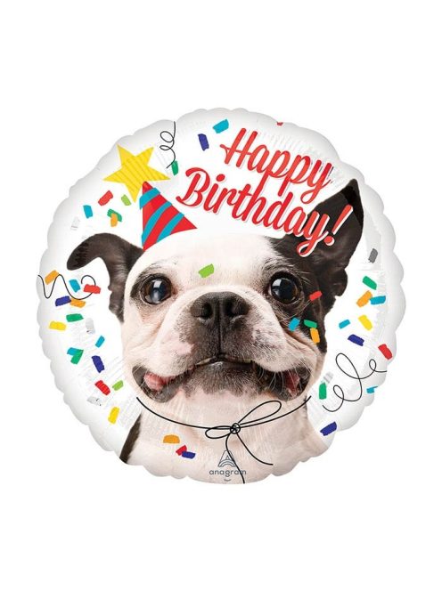 Happy Birthday Boston terrier fólia lufi 43 cm