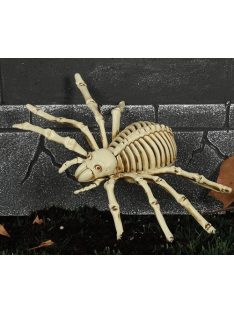 Pók csontváz